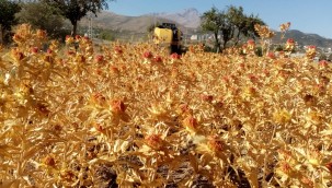 Çiftçi belediye Talas, şimdi de aspir hasadı yaptı