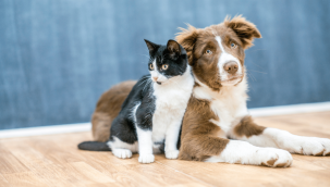 e-Devlet'ten hayvan sahiplendirme uygulaması