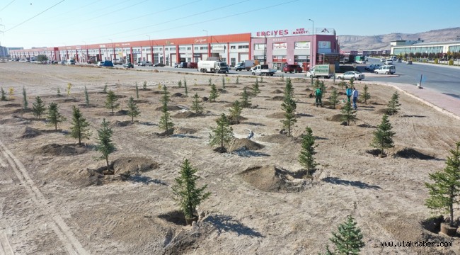 Kocasinan Belediyesi, ağaçlandırma sezonuna hazır