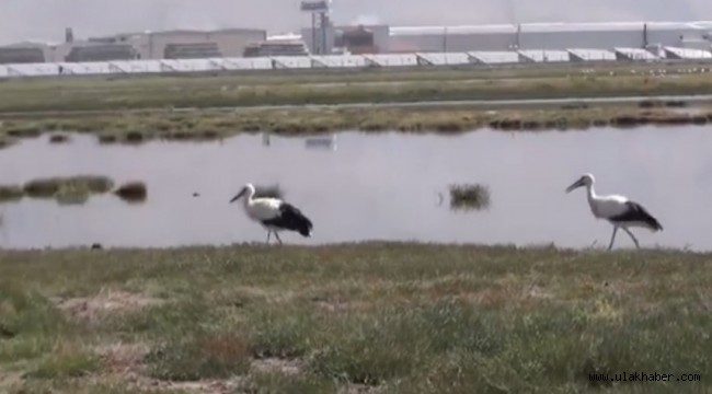 Tedavileri tamamlanan leylekler doğaya bırakıldı