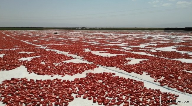 Yeşilhisar'da üretilip kurutulan domatesler 4 ülkeye ihraç ediliyor