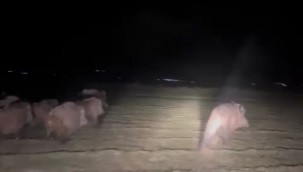 Aç kalan domuz sürüsü yerleşim alanına indi