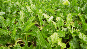 Damlama sulamayla pancar verimini arttırdı