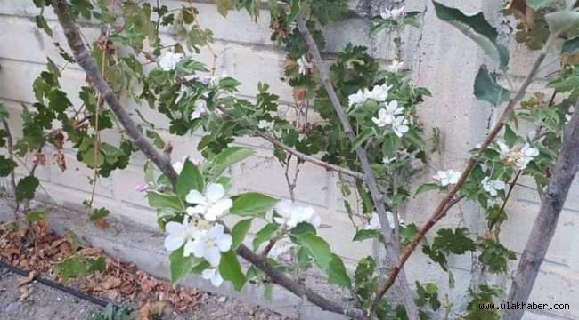 Kayseri'de güneşe aldanan elma ağacı çiçek açtı