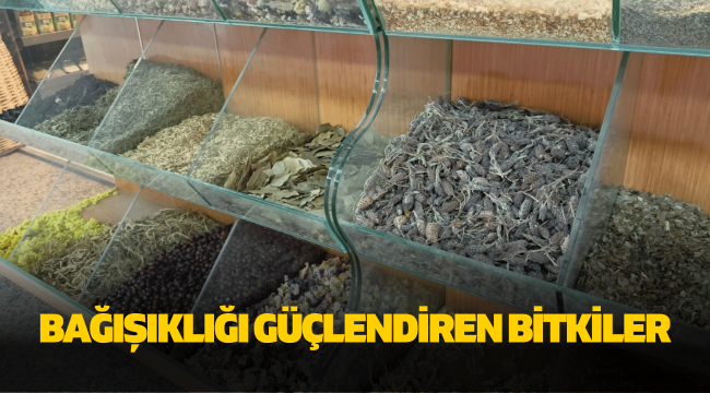 Kış aylarında bağışıklığı güçlendiren bitkiler