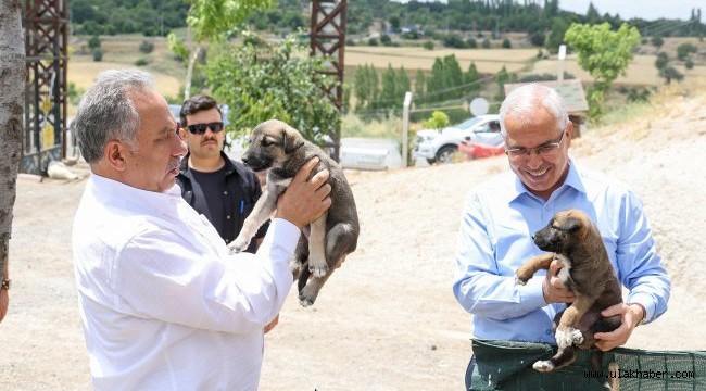 Talas'ta, hayvan mezarlığı kuruldu 