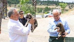 Talas'ta, hayvan mezarlığı kuruldu 