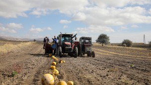 Talas'ta kabak posaları yeme dönüşüyor
