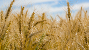 TMO arpa tahsis ve satışlarını başlattı