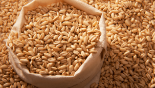 TMO uygun fiyatlı arpa ve mısır satışına tekrar başlayacak