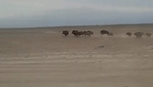 Yeşilhisar çiftçileri, tarlaya giren domuzlardan şikayetçi