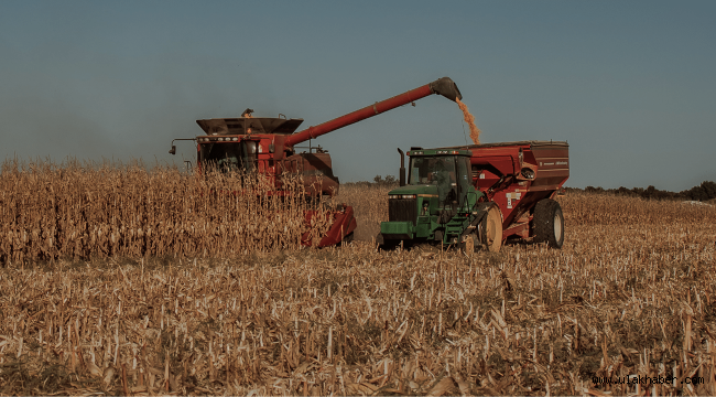 Yeşilhisar'da, 30 bin ton yemlik mısır hasadı bekleniyor