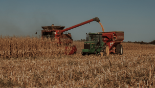 Yeşilhisar'da, 30 bin ton yemlik mısır hasadı bekleniyor