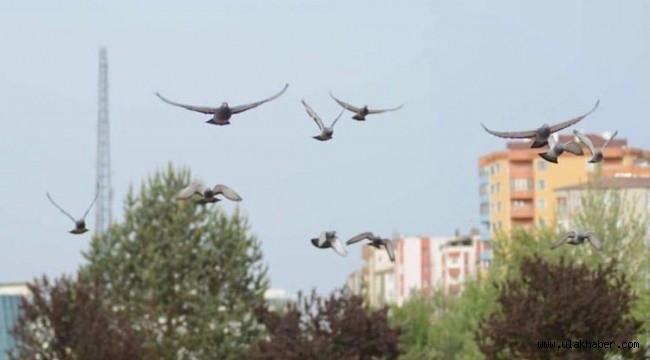 Güvercin kavgası mahkemede son buldu