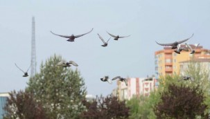 Güvercin kavgası mahkemede son buldu