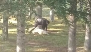 Kayseri'de hayvana şiddet anları kameraya yansıdı!
