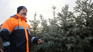 Kocasinan'da herkesin dikili bir ağacı olacak!