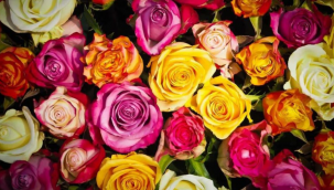 Tarım ve Orman Bakanlığı 51 bitki çeşidini tescil etti