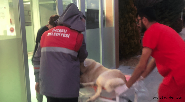 Yaralı köpeğin imdadına İncesu Belediyesi yetişti