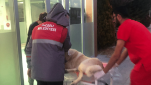 Yaralı köpeğin imdadına İncesu Belediyesi yetişti
