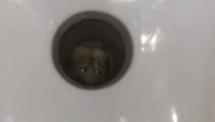 Yavru kedi tuvalet giderine sıkıştı