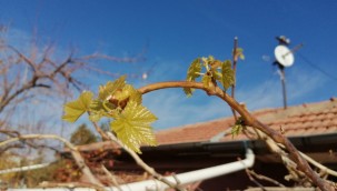 Yeşilhisar'da üzüm asması yeni filiz verdi 