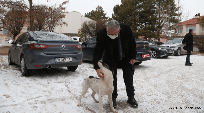 Büyükşehir, 1 yılda 10 bin sokak hayvanına sahip çıktı