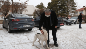 Büyükşehir, 1 yılda 10 bin sokak hayvanına sahip çıktı