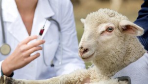 E-reçete sistemiyle hayvanların tedavi ve aşılaması elektronik ortamda izleniyor