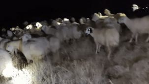 Kaybolan 45 koyun, Kayseri jandarma ekipleri tarafından bulundu