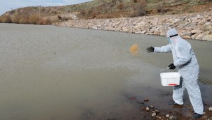 Talas'ta sinek ve haşerata erken önlem