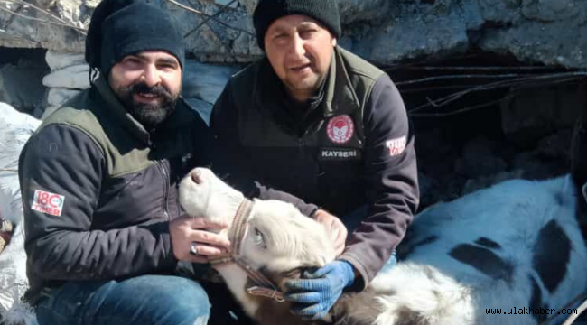 Kayserili veteriner hekimler 10 gün sonra enkazdan inek kurtardı