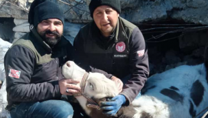 Kayserili veteriner hekimler 10 gün sonra enkazdan inek kurtardı