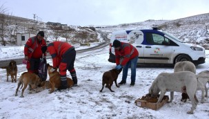 Kocasinan'dan soğuk havada sokak hayvanları için yemleme çalışması