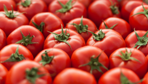 Domates ihracatına bakanlıktan kısıtlama!
