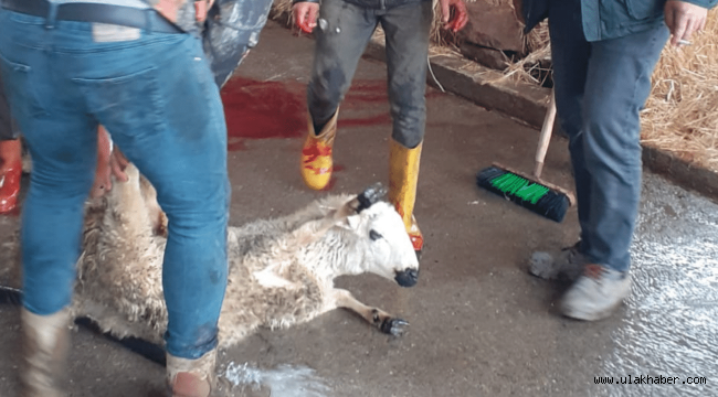 İncesulu vatandaşlar depremzedelere kurban kesti