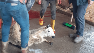 İncesulu vatandaşlar depremzedelere kurban kesti