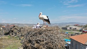 Göçmen leylekler Hürmetçi Sazlığı'nda