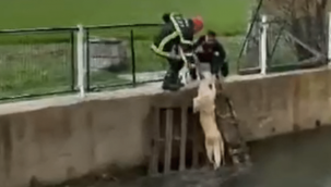 Irmağa düşen köpek ekipler tarafından kurtarıldı 