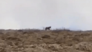 Kayseri'de boz ayı görüldü