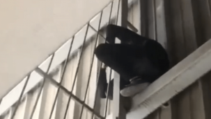 Stadyuma kaçak girmeye çalışan genç demir korkuluklara sıkıştı