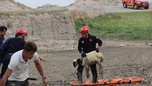 Bataklıkta mahsur kalan koyun sürüsünü itfaiye kurtardı