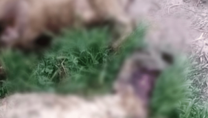 İncesu'da kurtların saldırdığı koyunlar telef oldu  