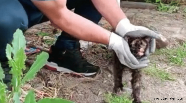 İtfaiye ekipleri kafası konserve kutusuna sıkışan kediyi kurtardı