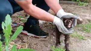 İtfaiye ekipleri kafası konserve kutusuna sıkışan kediyi kurtardı