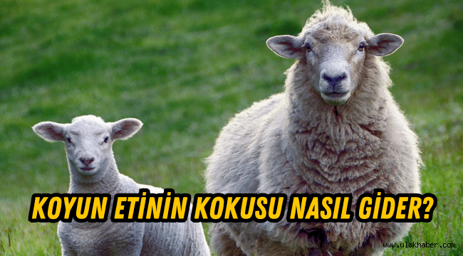 Koyun etinin kokusu nasıl yok edilir, hangi bahartlar kullanılır?