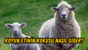 Koyun etinin kokusu nasıl yok edilir, hangi bahartlar kullanılır?