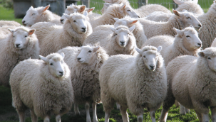 Kurbanlık fiyatları yüzde 100 arttı, en düşük kurbanlık 7 bin lira