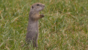 Nüfusu azalan gelengiler için üniversite harekete geçti!