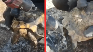 Yangında mahsur kalan kaplumbağa böyle kurtarıldı!